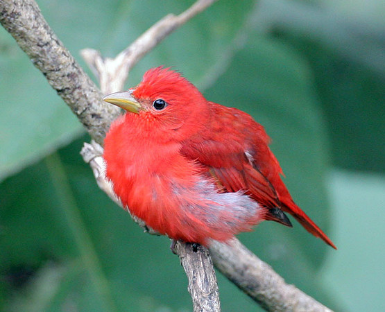 Summer Tanager (Piranga rubra)