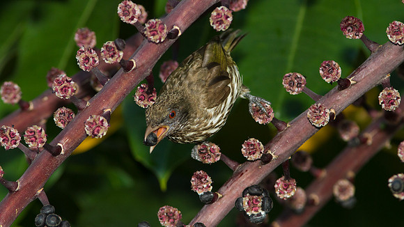 Palmchat (Dulus dominicus)