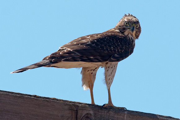 Cooper's Hawk (Accipiter cooperii