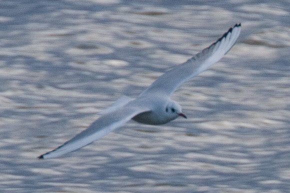 Black-headed Gull (Chroicocephalus ridibundus)
