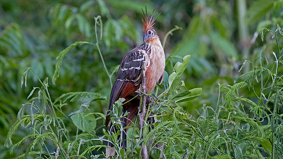 Hoatzin (Opisthocomus hoazin)