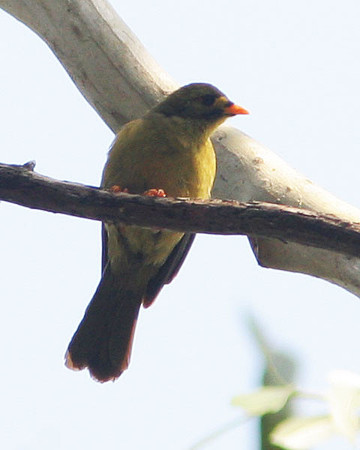 Bell Miner (Manorina melanophrys) also known as Bellbird