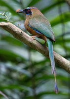 Blue-crowned Motmot (Momotus momota)
