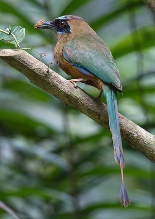 Blue-crowned Motmot (Momotus momota)
