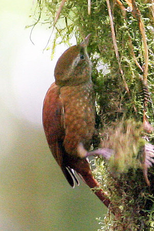 Ruddy Treerunner (Margarornis rubiginosus)