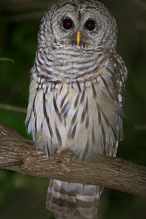 Barred Owl (Strix varia)