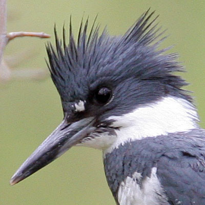 Belted Kingfisher (Megaceryle alcyon)