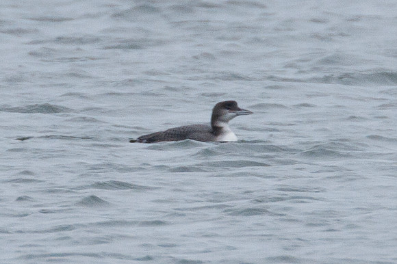 Great Northern Loon (Gavia immer)