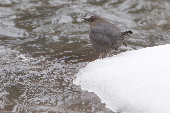 American Dipper (Cinclus mexicanus)