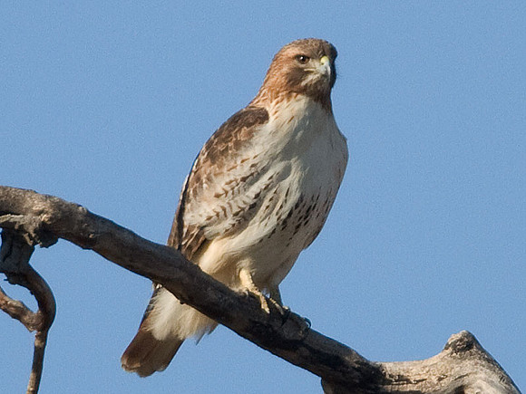 Red-tailed Hawk (Buteo jamaicensis)