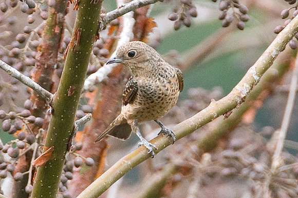 Blue Cotinga (Cotinga nattererii) female