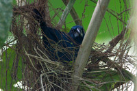 Blue-black Grosbeak (Cyanocompsa cyanoides) male