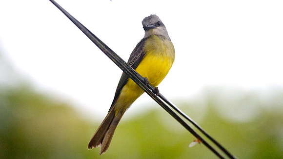 Tropical Kingbird (Tyrannus melancholicus)