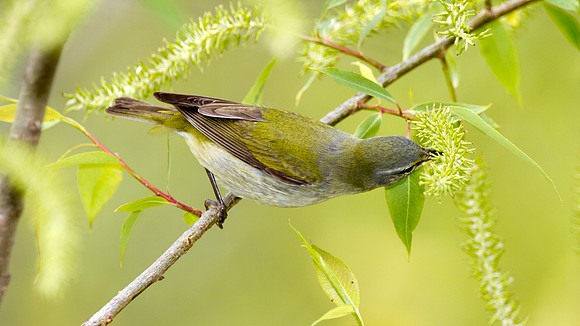 Tennessee Warbler (Vermivora peregrina)
