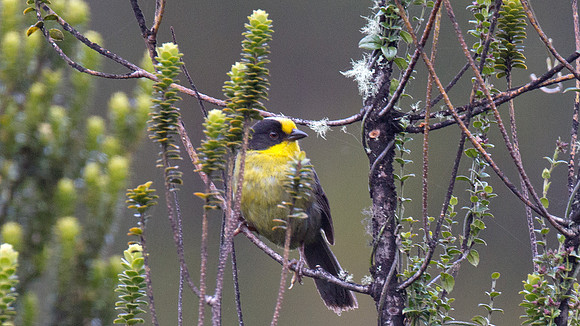 Pale-naped Brush Finch (Atlapetes pallidinucha)