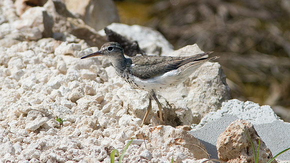 Spotted Sandpiper (Actitis macularius)