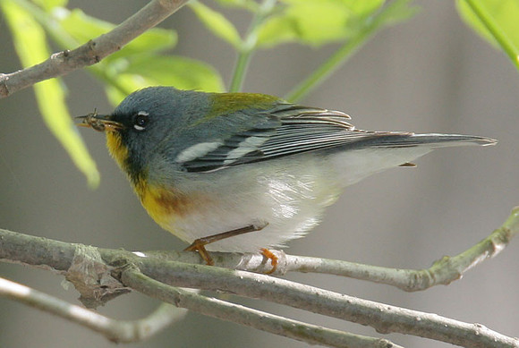 Northern Parula (Parula americana) male
