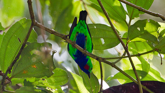 Orange-eared Tanager (Chlorochrysa calliparaea)
