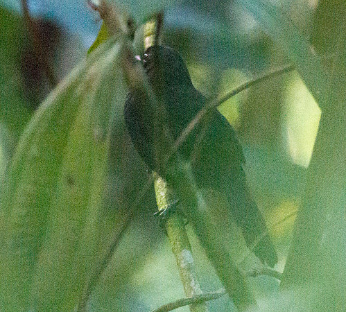 White-backed Fire-eye (Pyriglena leuconota)