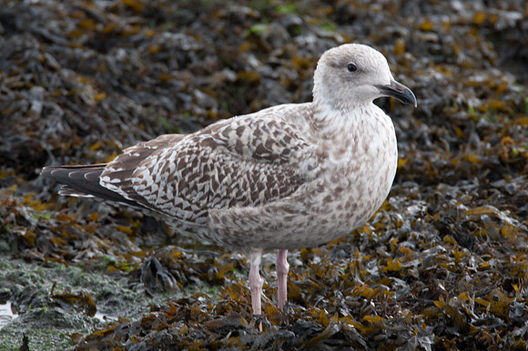 European Herring Gull (Larus argentatus) juvenile