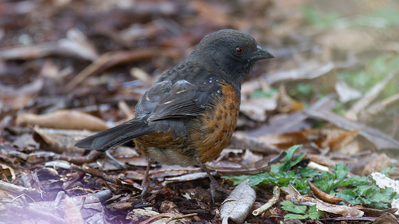 Spotted Towhee (Pipilo maculatus)
