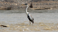 Cocoi Heron (Ardea cocoi)