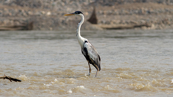 Cocoi Heron (Ardea cocoi)