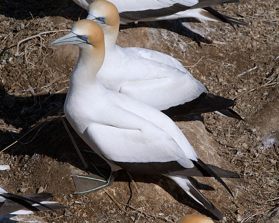 Australasian gannet (Morus serrator or Sula bassana)
