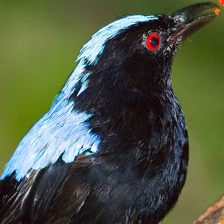 Asian Fairy-bluebird (Irena puella) male captive