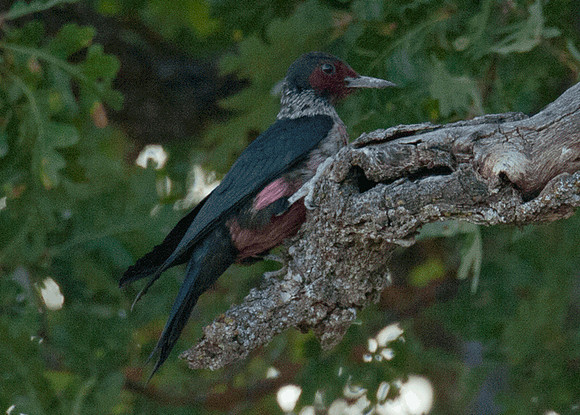 Lewis's Woodpecker (Melanerpes lewis)
