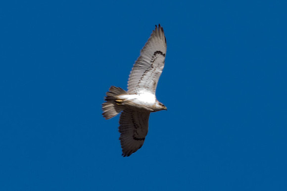 Ferruginous Hawk (Buteo regalis) light phase