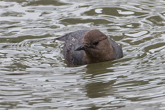 American Dipper (Cinclus mexicanus)