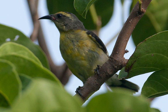 Bananaquit (Coereba flaveola)