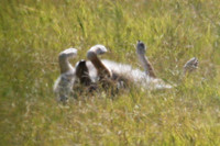 Coyote (Canis latrans)