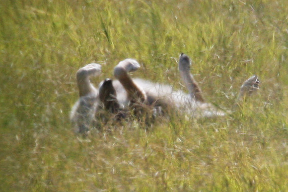 Coyote (Canis latrans)
