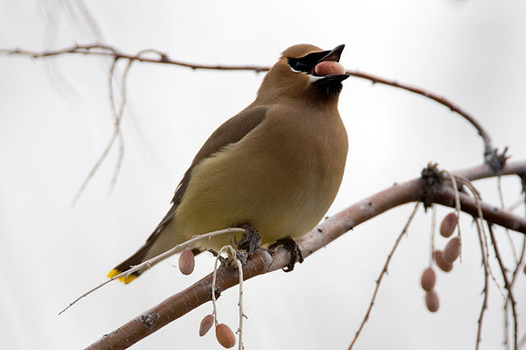 Cedar Waxwing (Bombycilla cedrorum)