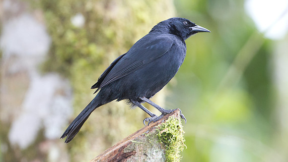 Scrub Blackbird (Dives warszewiczi)