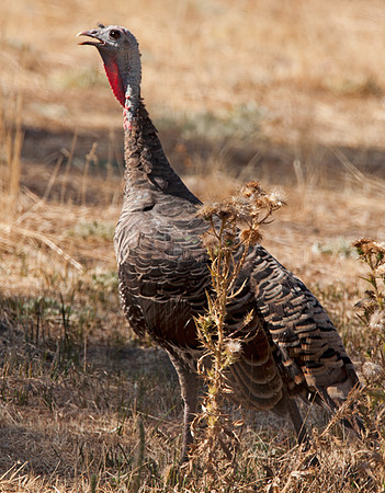 Wild Turkey (Meleagris gallopavo)
