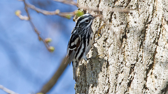 Black-and-white Warbler (Mniotilta varia)