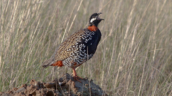 Black Francolin (Francolinus francolinus)