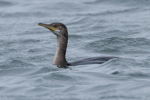 Great Cormorant (Phalacrocorax carbo) also known as Great Black Cormorant, Black Cormorant, Black Shag