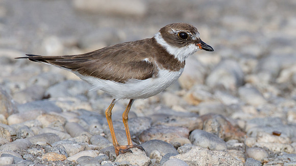 Semipalmated Plover (Charadrius semipalmatus)