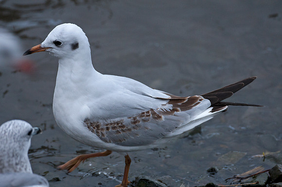 Black-headed Gull (Chroicocephalus ridibundus)