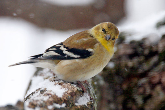 American Goldfinch (Carduelis tristis)