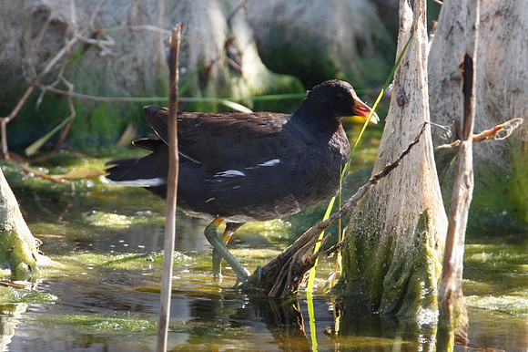 Common Moorhen (Gallinula chloropus) also known as Common Gallinule