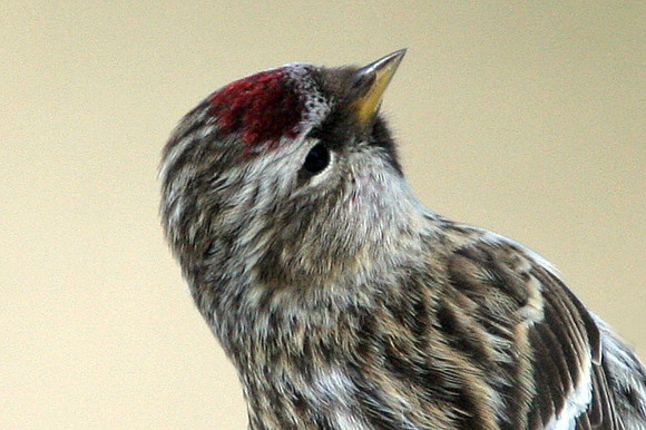 Common Redpoll (Carduelis flammea)
