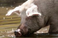 Domestic Pig (Sus scrofa domesticus) also known as Swine or Hog