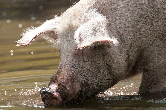 Domestic Pig (Sus scrofa domesticus) also known as Swine or Hog