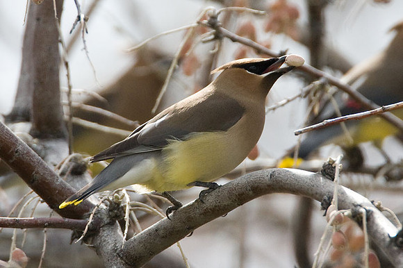 Cedar Waxwing (Bombycilla cedrorum)