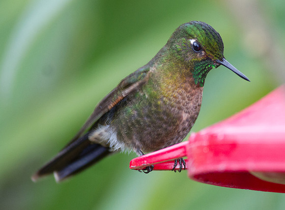 Tyrian Metaltail (Metallura tyrianthina)